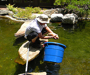 Aquatic Gardens Other Pond Services
