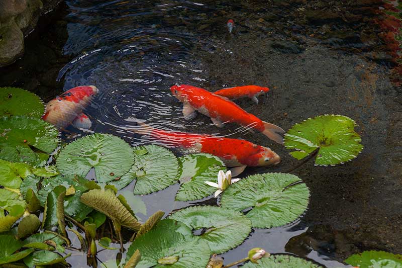 koi fish in a pond