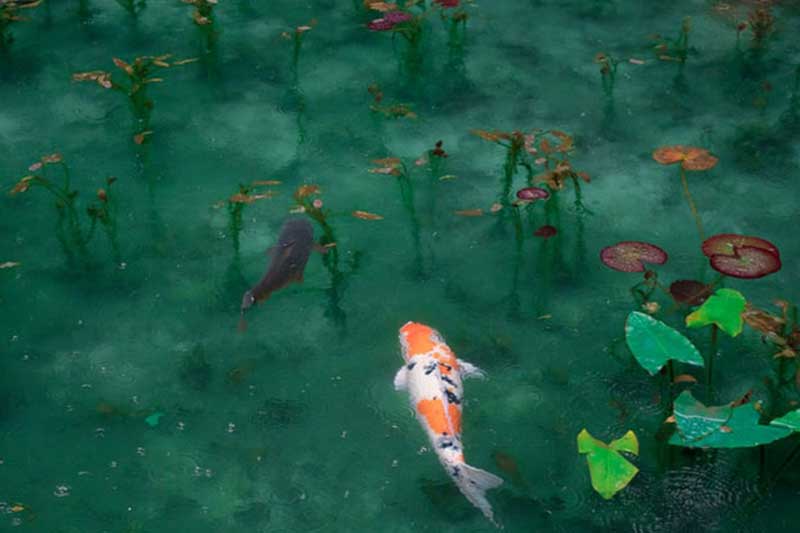 Koi fish swim in a beautiful pond