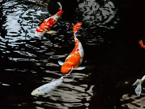 koi fish swimming in a clean pond