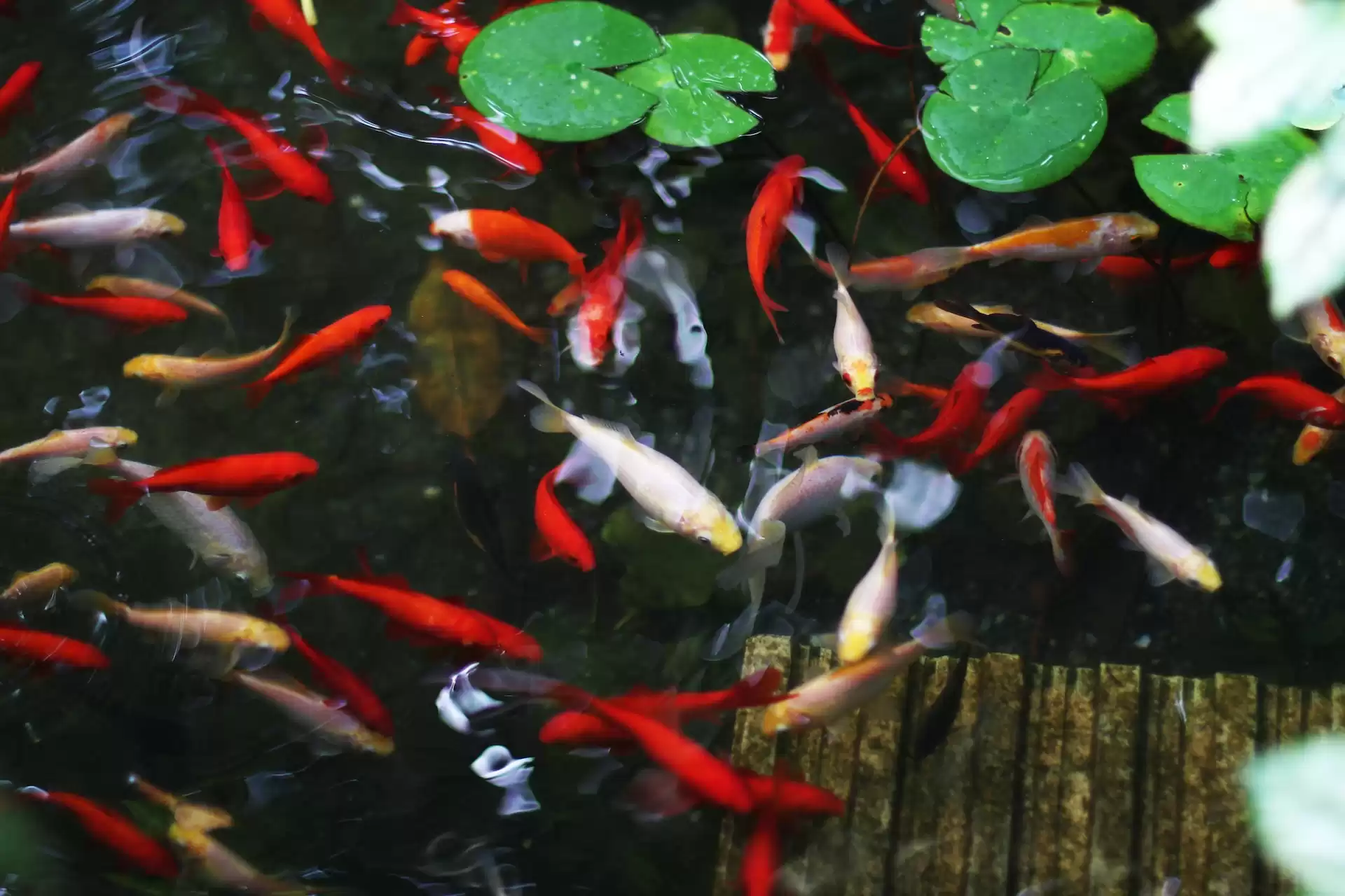 Fish swimming in a clean pond