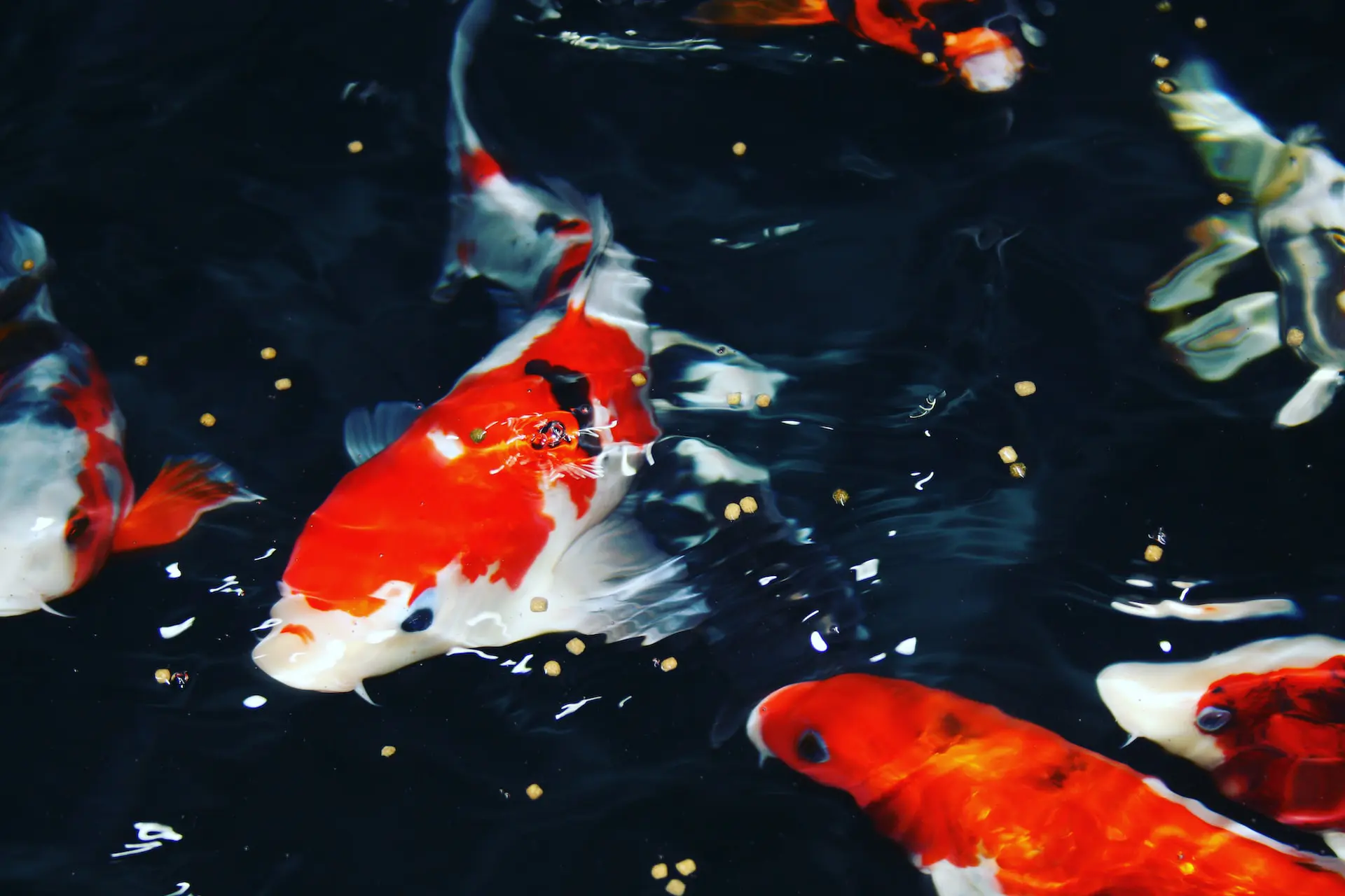 Beautiful koi fish swimming in a clean pond