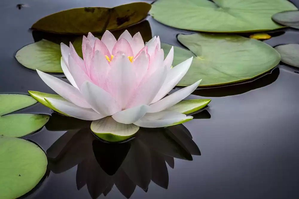 a pristine water lily in a koi pond