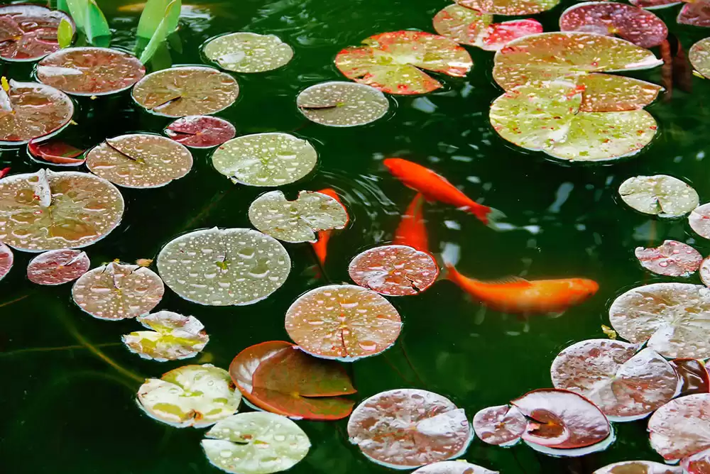 A koi pond with lily pads