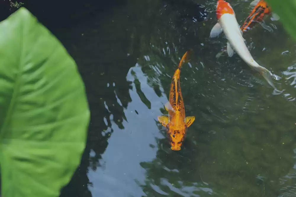 three koi swimming in a pond about to get pond cleaning services done