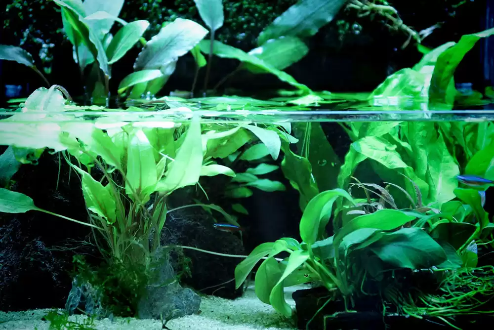 A healthy and well-maintained aquatic tank with pond plants