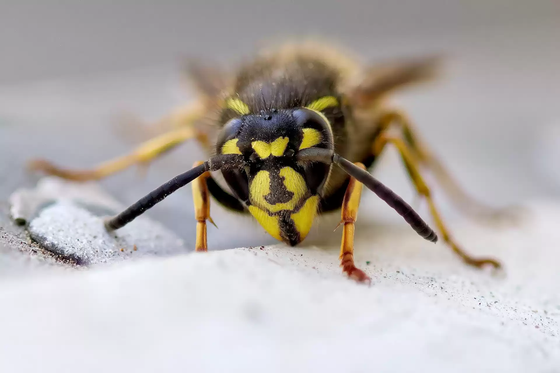 A wasp up close