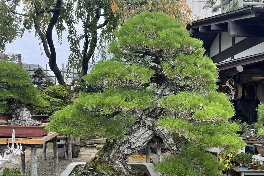 a Japanese Juniper Bonsai Tree