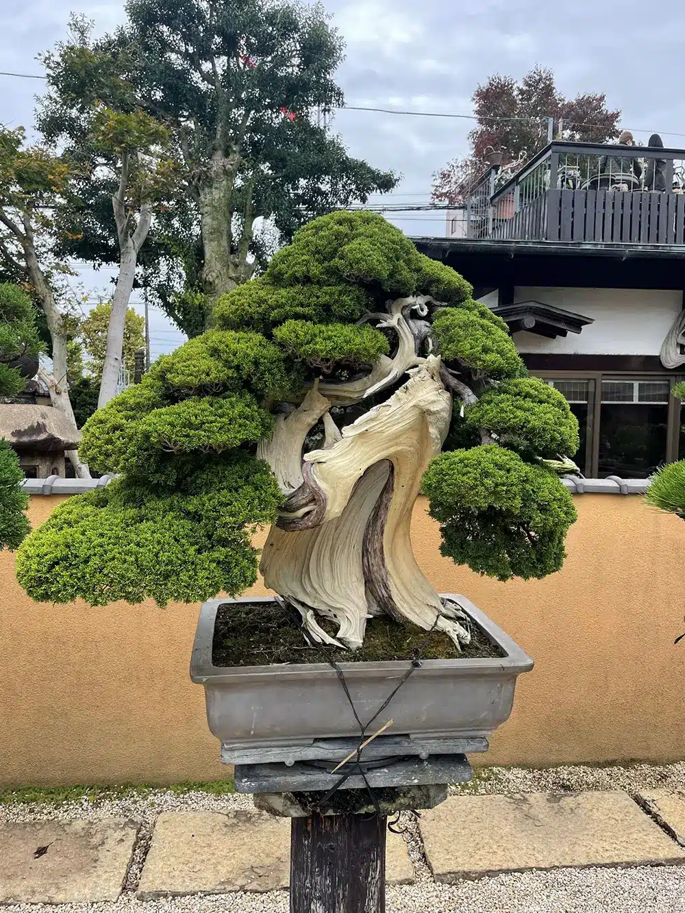 Type of Bonsai Tree