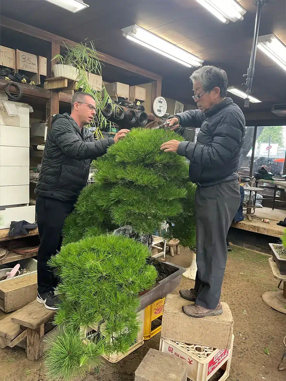 two men trimming a large Bonsai Tree