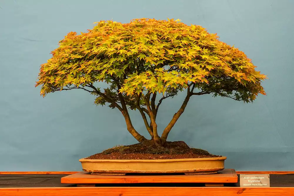 A classic bonsai tree with yellow leaves