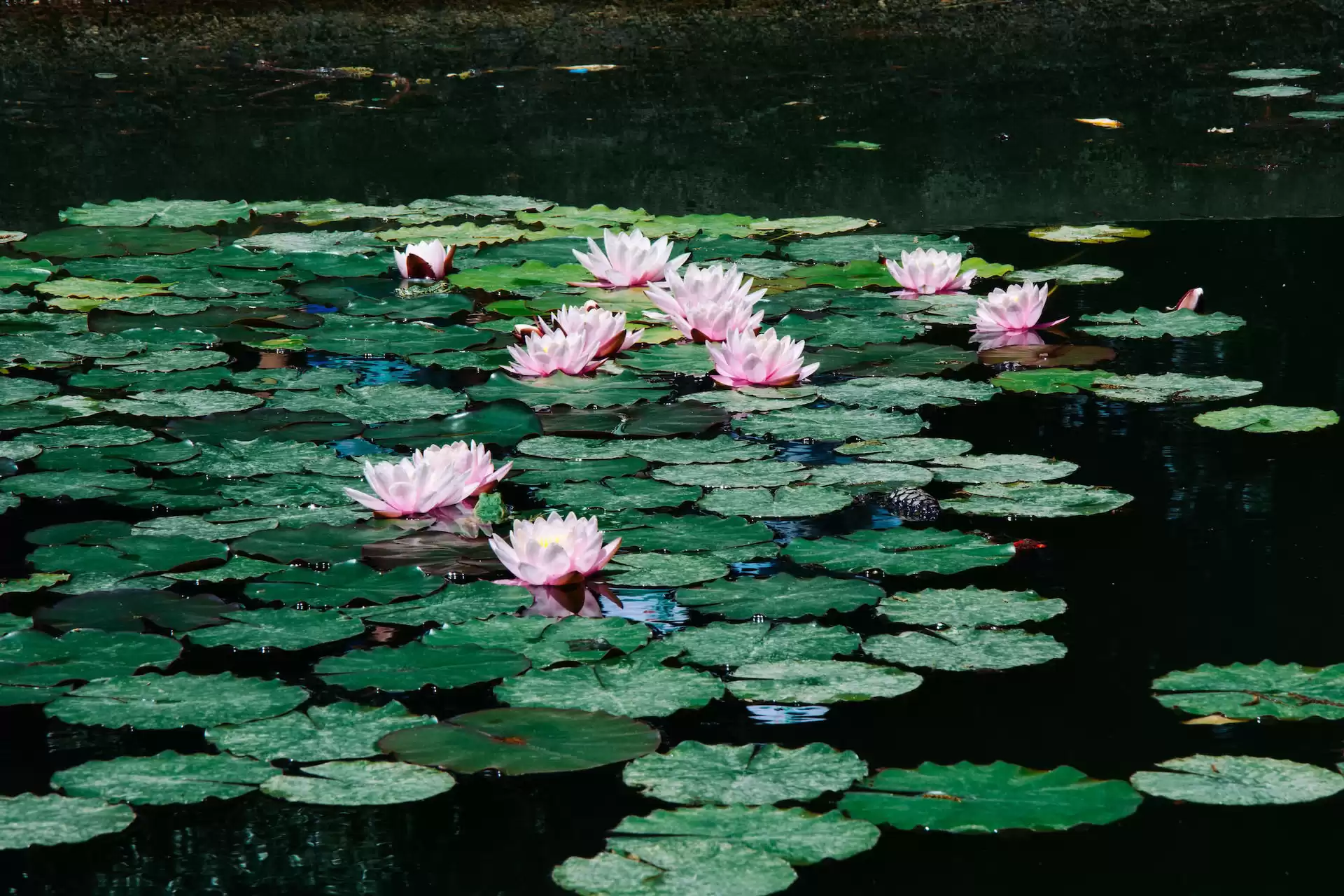 Aquatic plants floating on the surface of a koi pond