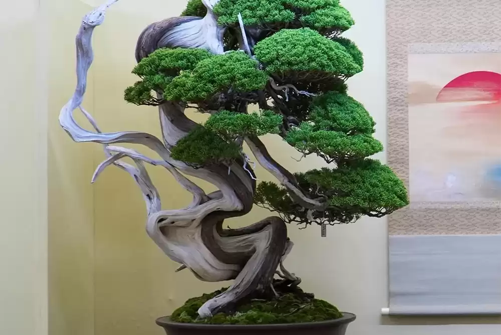 A well-maintained and beautiful bonsai tree