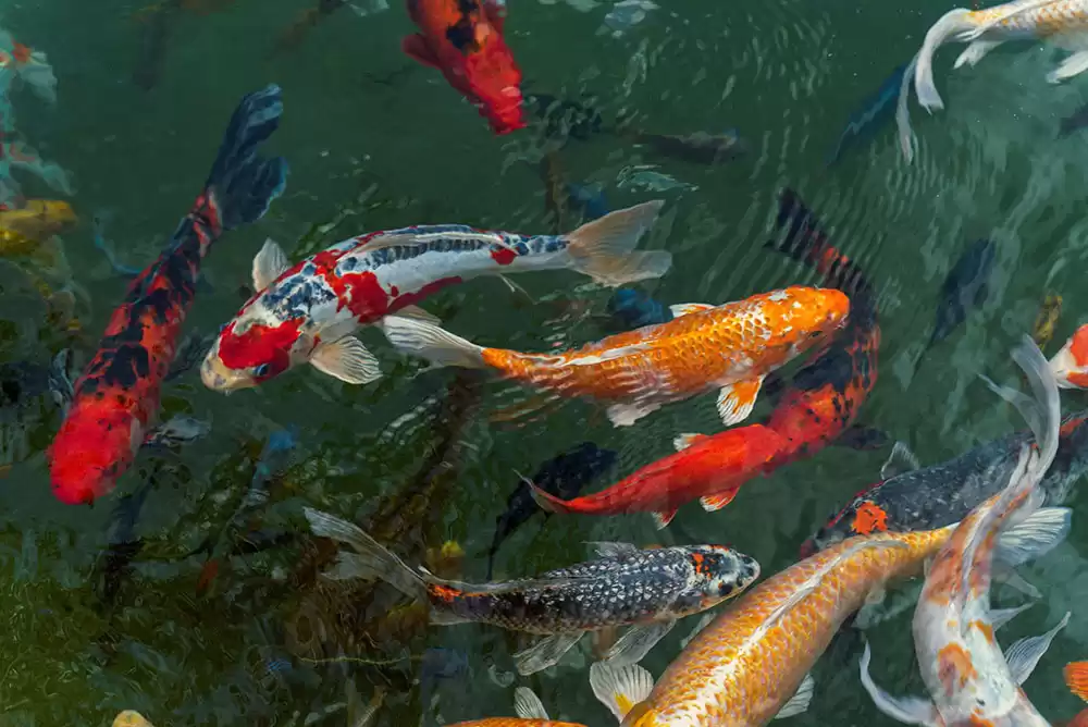 Several beautiful koi fish swimming in water
