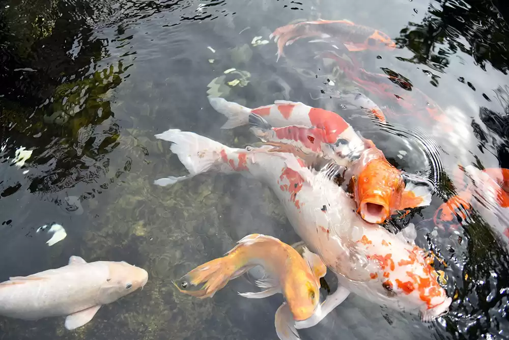 an orange and white koi starting to jump out of the water