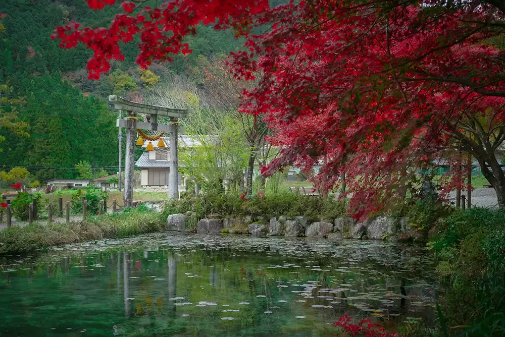 A traditional-style koi pond in Japan.