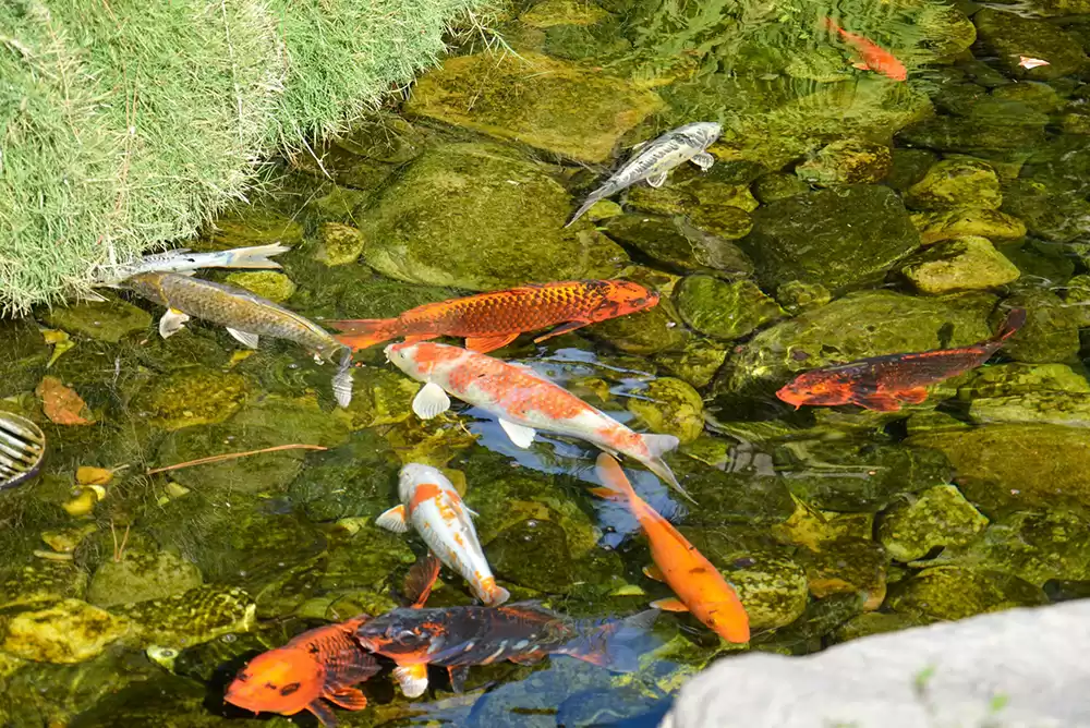 Several koi swimming in a pond.