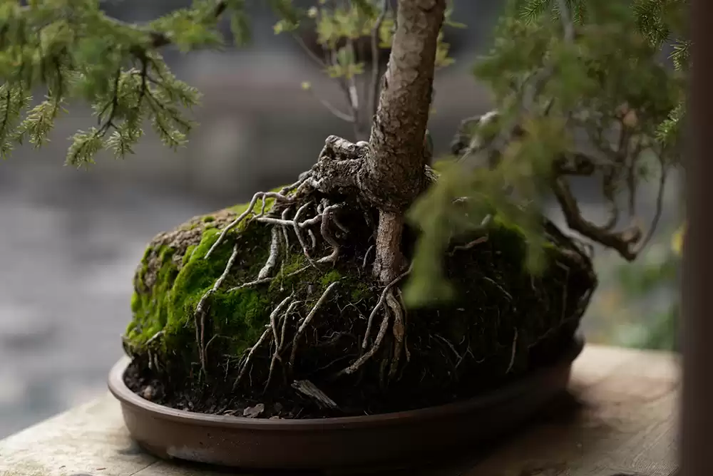 Roots of a Bonsai tree.